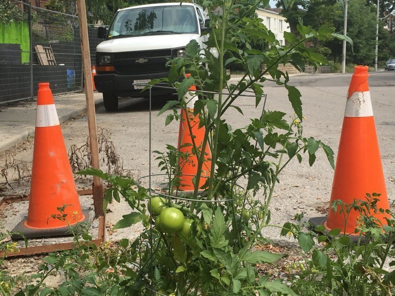 Канадцы вырастили помидоры в яме на дороге, чтобы привлечь внимание властей