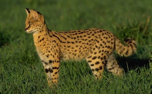 Кошачьи - Сервал или африканская дикая кошка