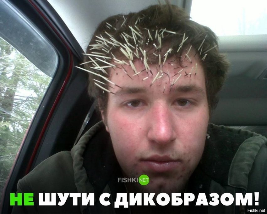 Не шутите с дикобразом
