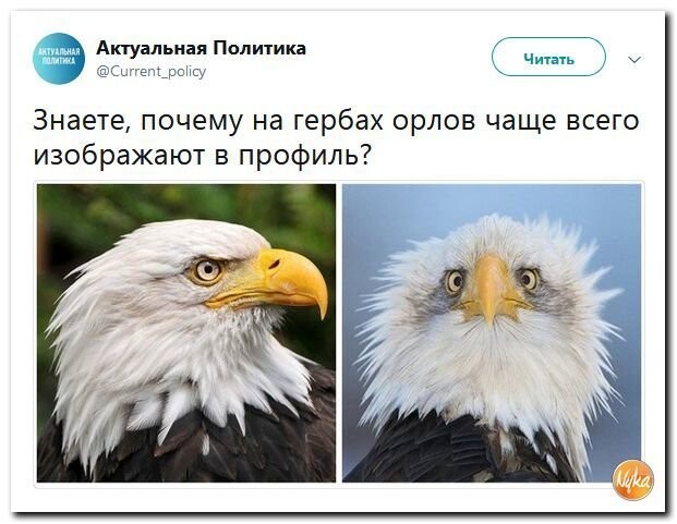 Политические коментарии соцсетей - 564