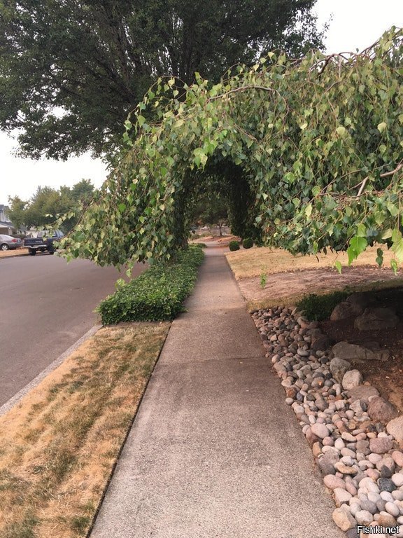 Мой сосед обрезал свое дерево над тротуаром