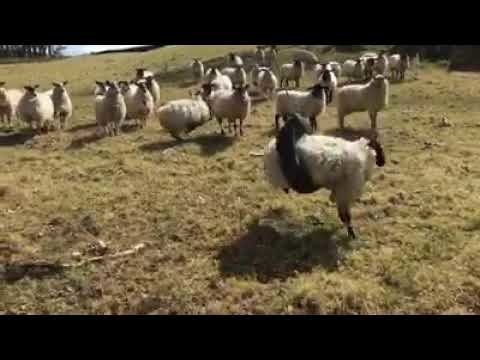 Овца и качели 