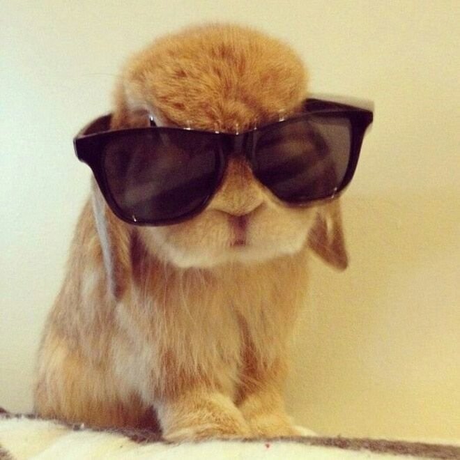 Когда солнцезащитные очки смотрятся круто даже на кроликах