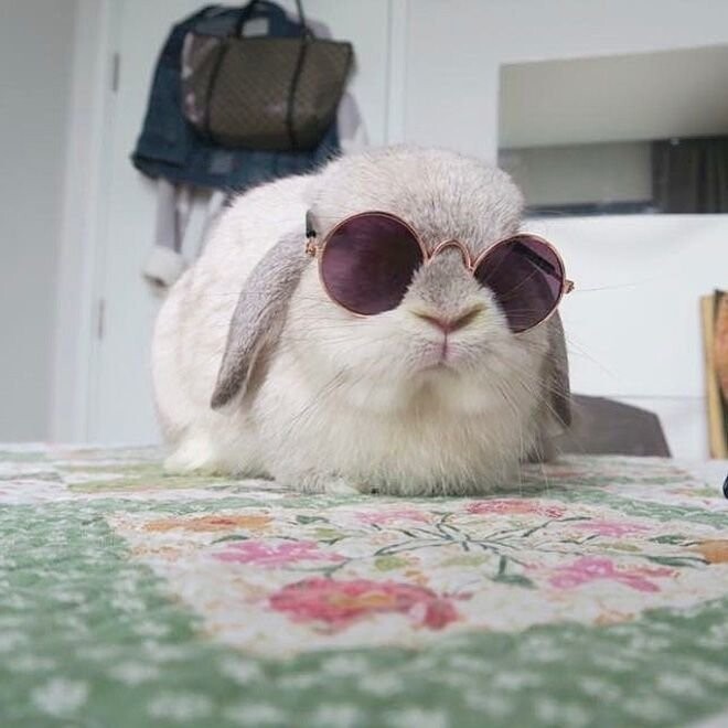 Когда солнцезащитные очки смотрятся круто даже на кроликах