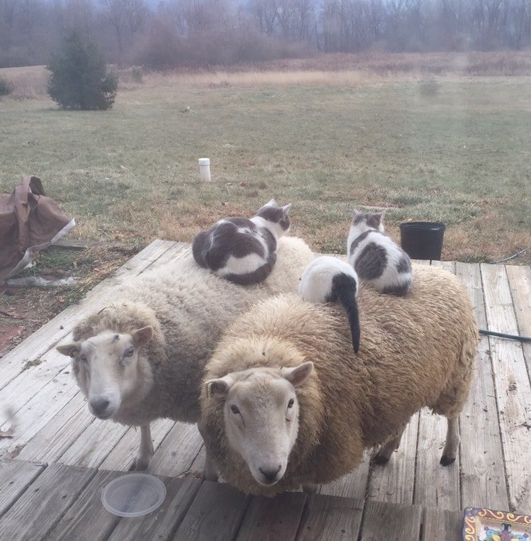 25. «Мои кошки спят на овцах»