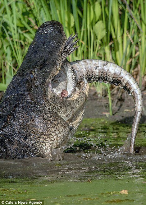 Каннибализм в дикой природе: аллигатор поедает своего сородича