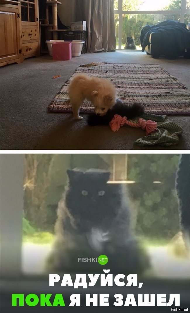 Радуйся, пока кот на улице