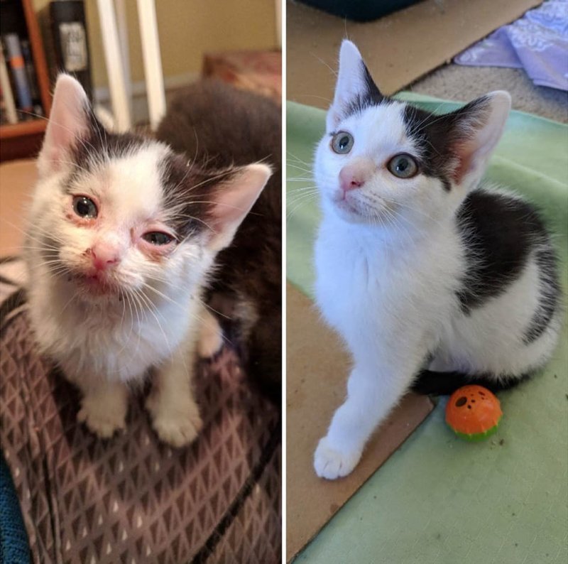  «Когда я нашла эту кошечку месяц назад, она еле могла видеть своими повреждёнными глазками. А теперь она полностью здорова, счастлива и готова жить в своём новом доме!»