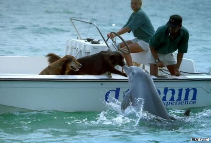 Дельфины и с собаками тоже дружат
