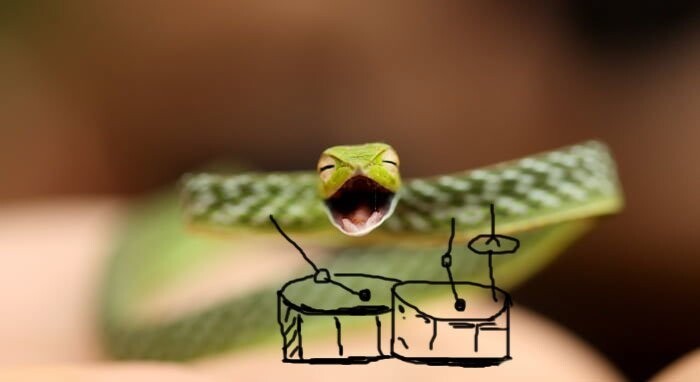 9. Змея-барабанщик