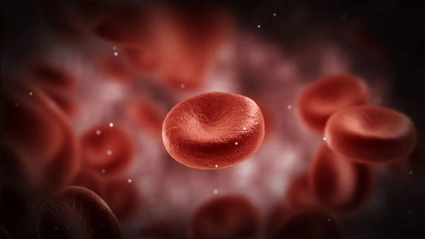 Именно эти клетки в крови ответственны за транспортировку кислорода по телу