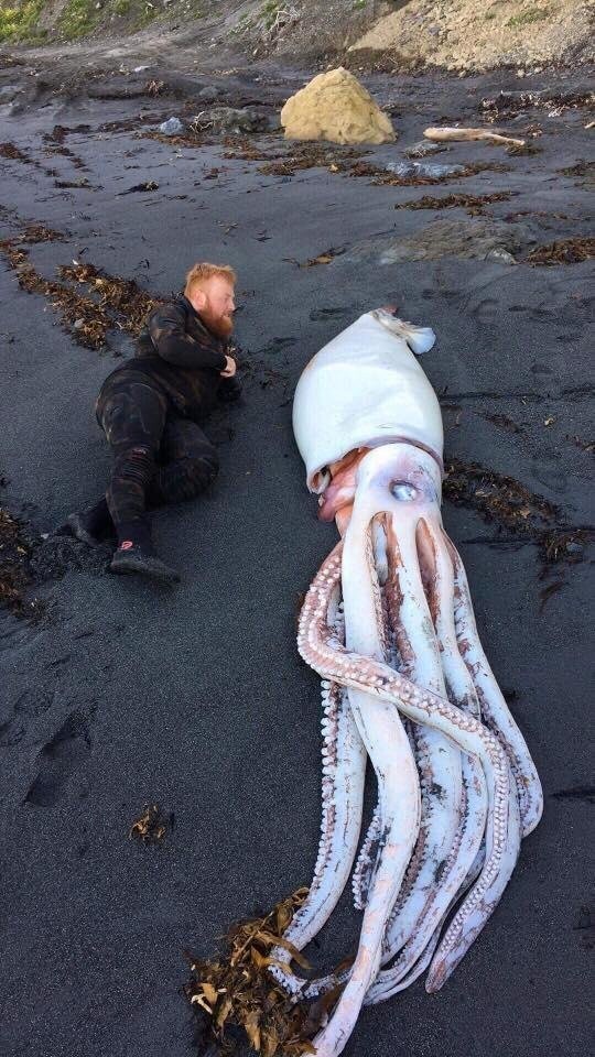 Уникальная находка: братья-дайверы нашли гигантского кальмара и не знают, что с ним делать