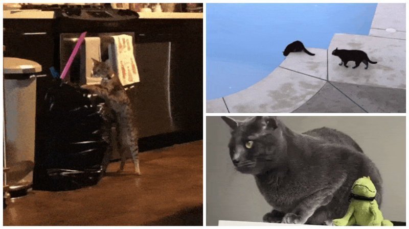15 котов, которые ведут себя как последние сволочи