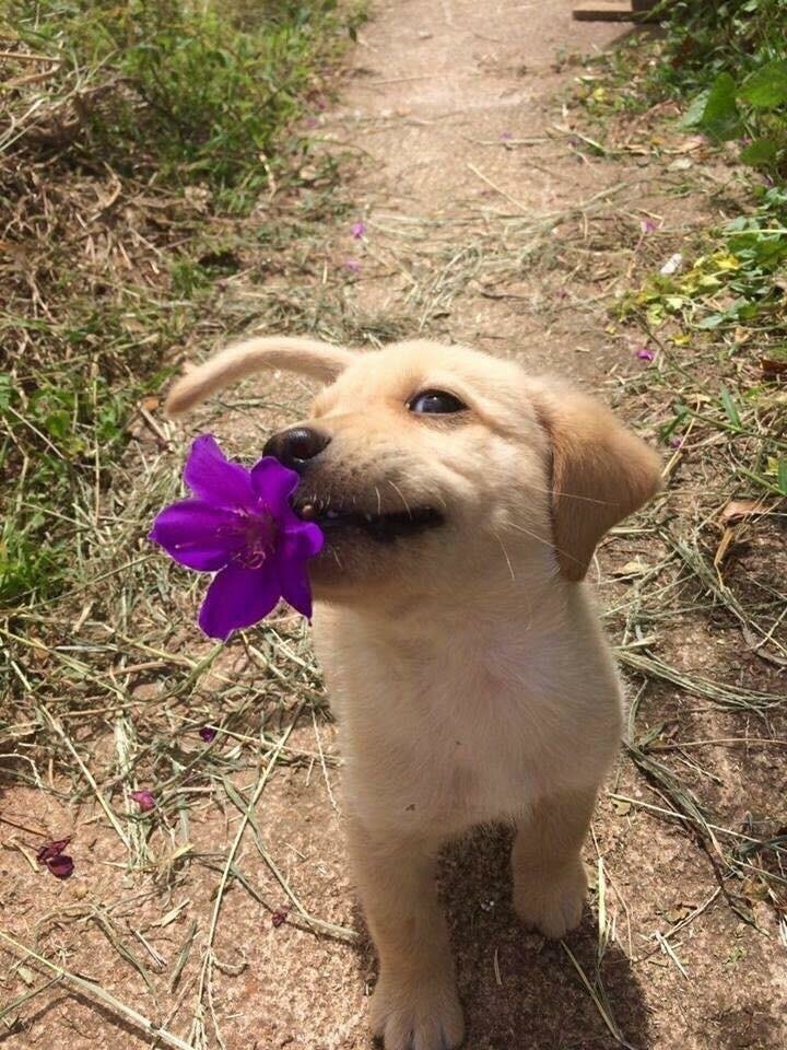 Держи цветочек!