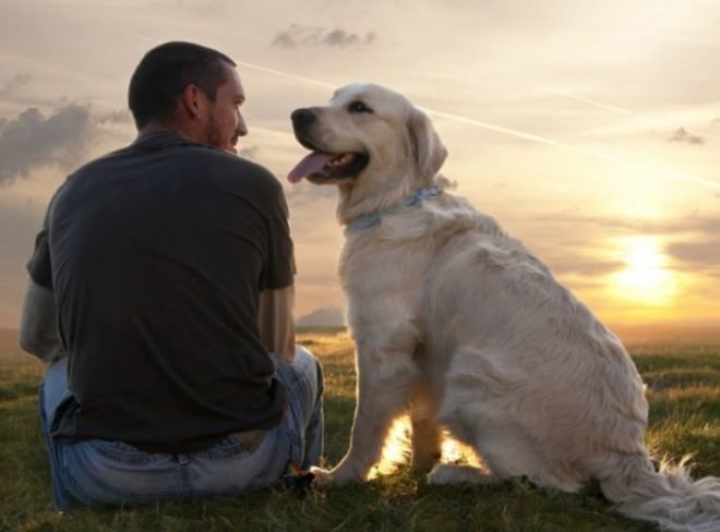 10 распространенных мифов о собаках, которые давно пора развеять
