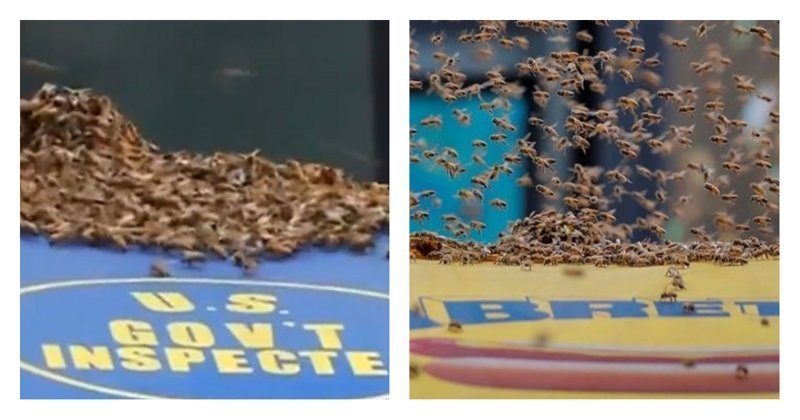 Неправильные пчелы. Огромный рой насекомых облепил палатку с хот-догами в Нью-Йорке: видео