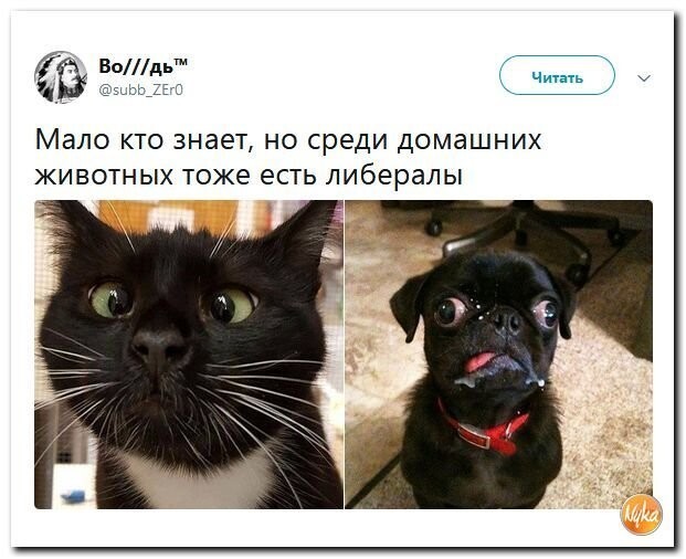 Политические коментарии соцсетей - 569