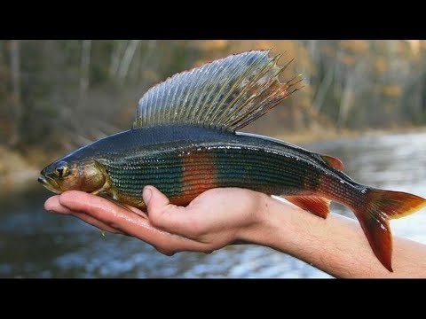 Хариус на Плоскогорье Укок в Горном Алтае 