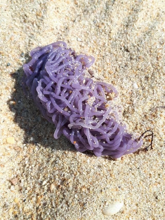  9. «Найдено на пляже. Мне сказали, что это водоросли, но это похоже на какое-то странное животное… Я постучал по этой штуке палочкой, и некоторые её части отвалились. Что это?»