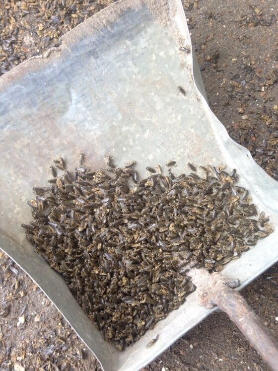 В Якутии прошёл «дождь из клопов» — тысячи насекомых посыпались на землю