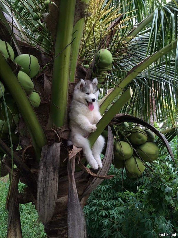 Хаски застрял на кокосовом дереве