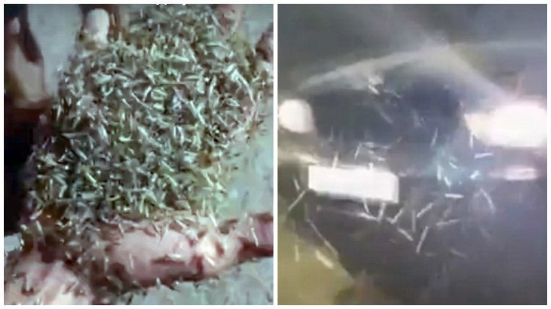 Видео: Таганрог переживает нашествие огромных зеленых комаров