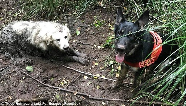Потерявшаяся собака увязла в болоте! Удивительно, но спасли её не люди, а… другой пёс!