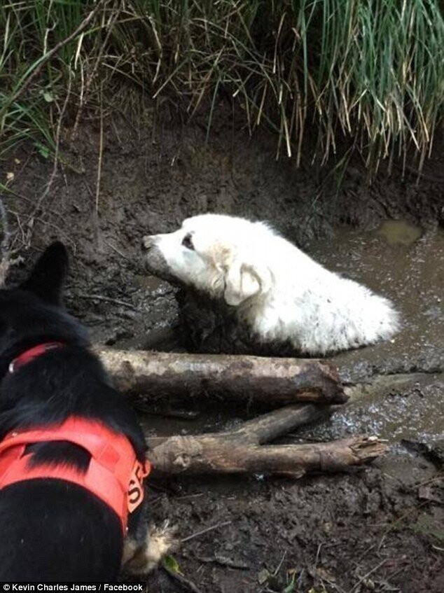 Потерявшаяся собака увязла в болоте! Удивительно, но спасли её не люди, а… другой пёс!