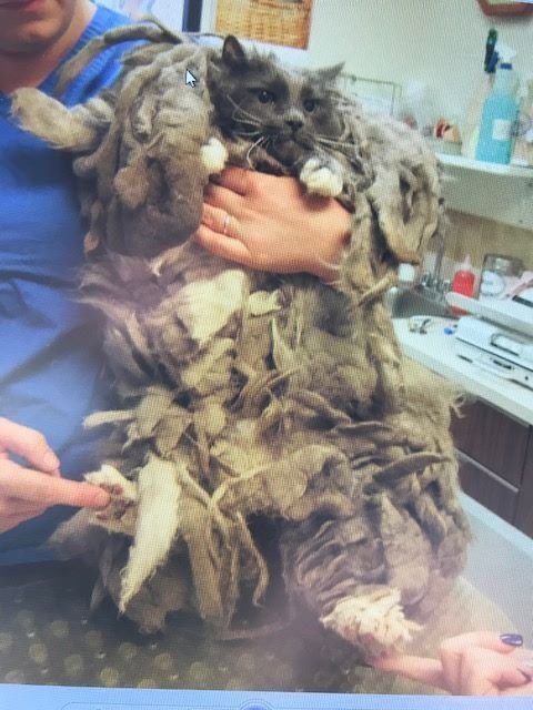 Ветеринары сделали коту укол снотворного, после чего состригли весь этот кошмар, а именно около 2 кг шерсти