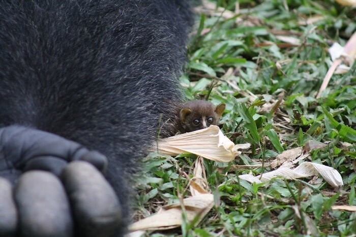 Сородичи гориллы заинтересовались галаго, хотели посмотреть его, но животное не выпускало детеныша из своих лап