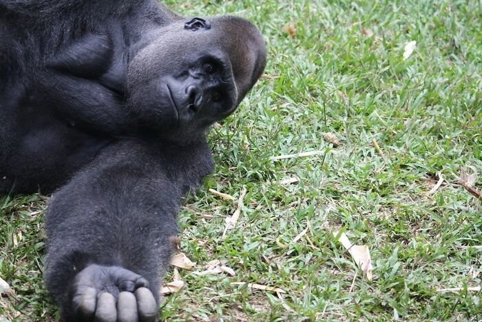 Недавно 24-летний самец западной равнинной гориллы завязал необычную дружбу