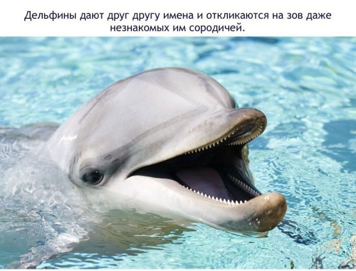Факты о дельфинах