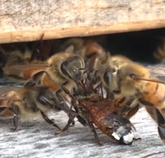 Как только пострадавшая оказалась в улье, ее сразу окружили другие пчелы
