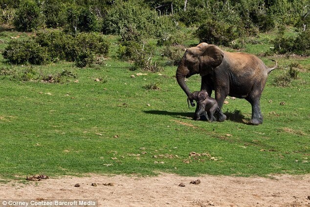 Спасение маленького слоненка