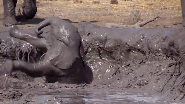 Старшие товарищи помогли слоненку выбраться из грязевой ванны