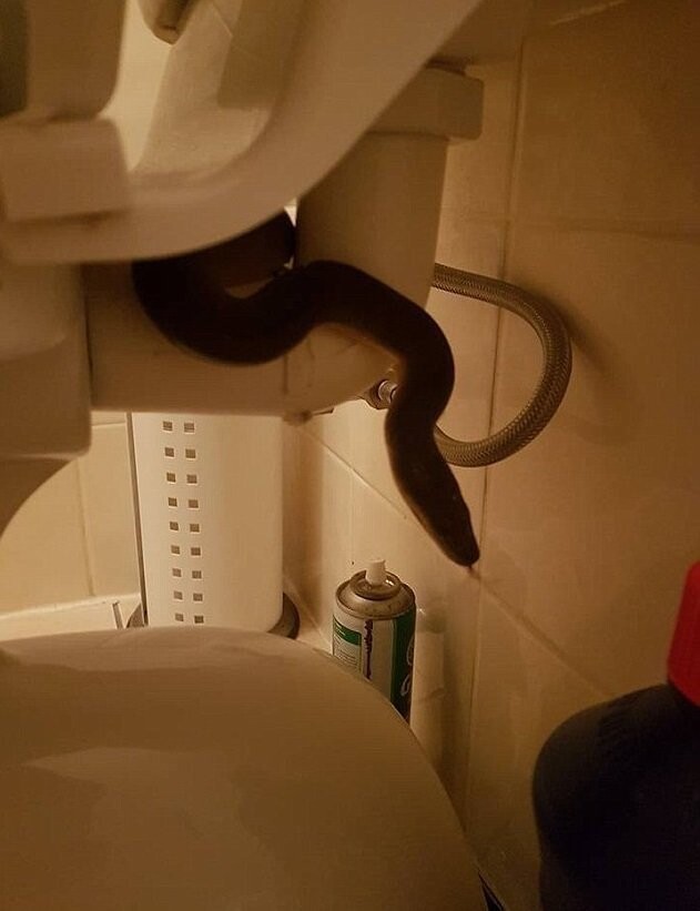 "Всегда проверяйте туалет, прежде чем садиться", - написал ловец в соцсети