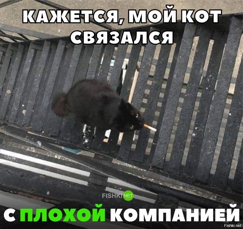 Кот связался с плохой кампанией