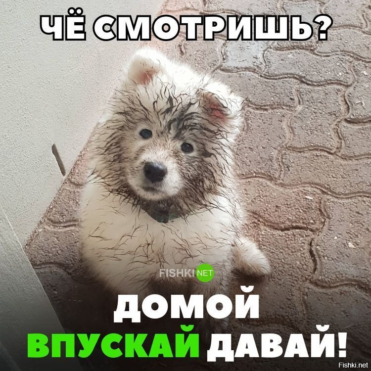 А ну впусти меня!