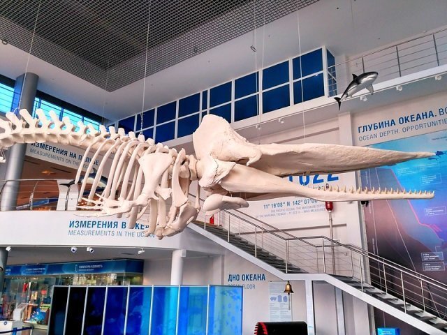 Калининград, часть 5 — Музей Мирового океана, экспозиция «Глубина»