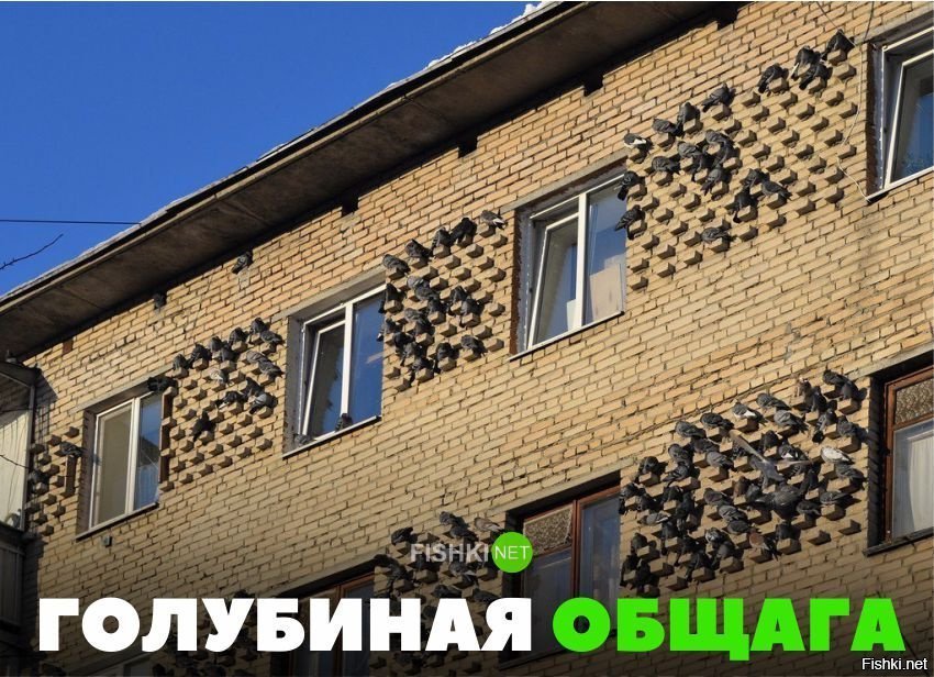 Голубиная общага