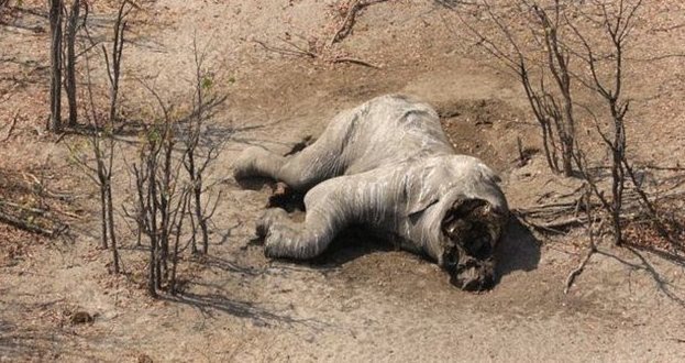 Браконьеры убили почти сотню слонов в заповеднике Ботсваны