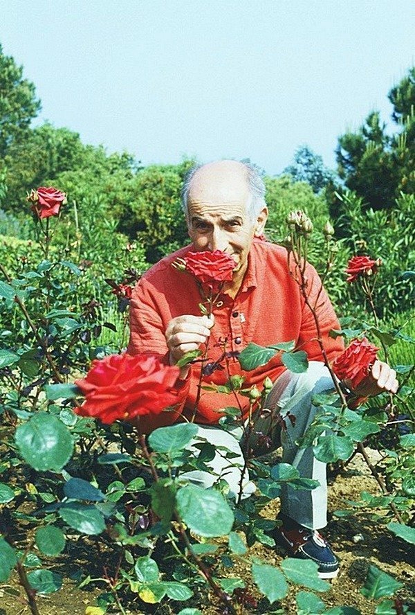 Луи Де Фюнес любил и выращивал розы.