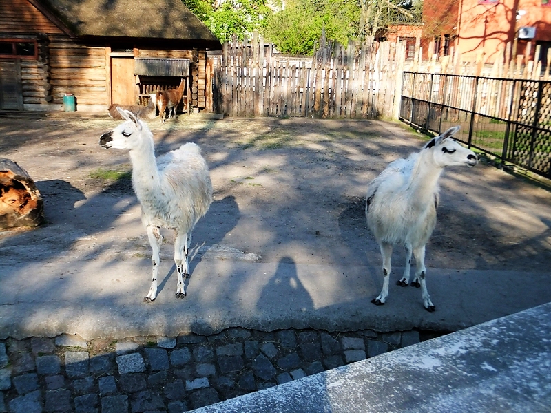 Калининград, часть 10 — зоопарк