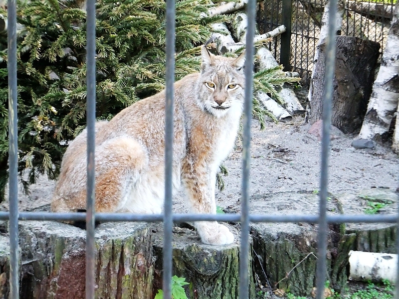 Калининград, часть 10 — зоопарк