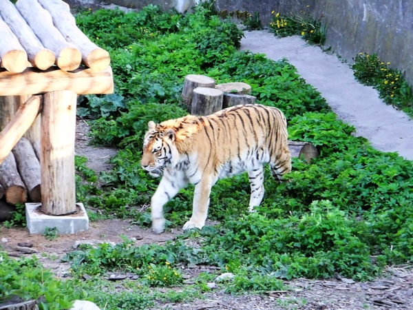 Калининград, часть 10 — зоопарк