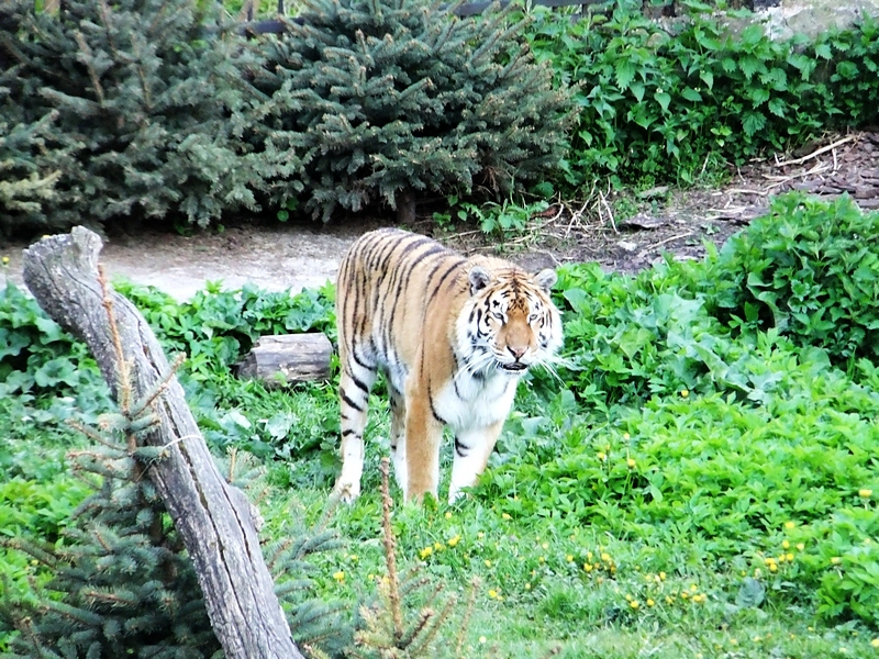 Калининград, часть 10 — зоопарк