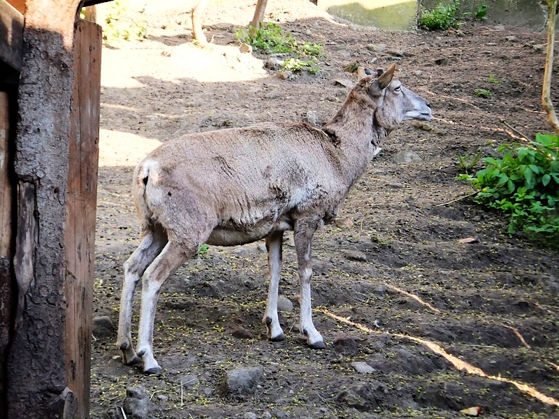 Калининград, часть 10 — зоопарк