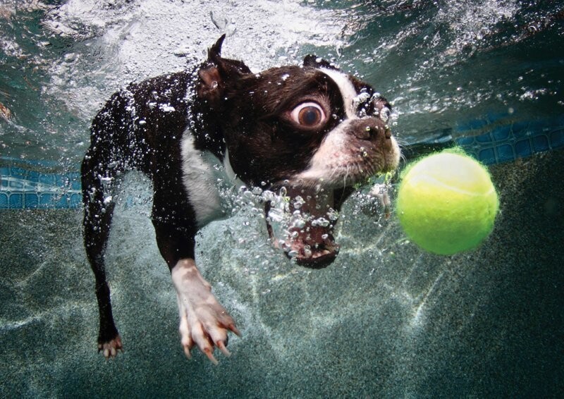 Собака кусает мяч