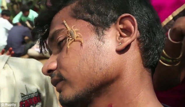 На этом фестивале в Индии местные усаживают на лицо и тело скорпионов