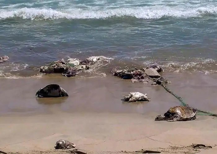 Совсем  недавно на побережье Мексики выбросило 300 мертвых черепах - жертв рыболовных сетей